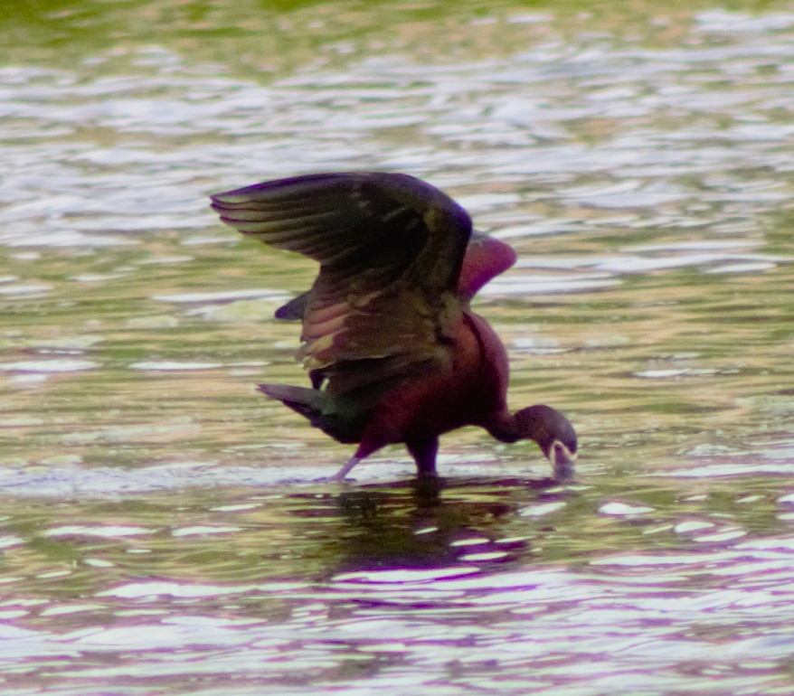 White-faced Ibis - ML620518352