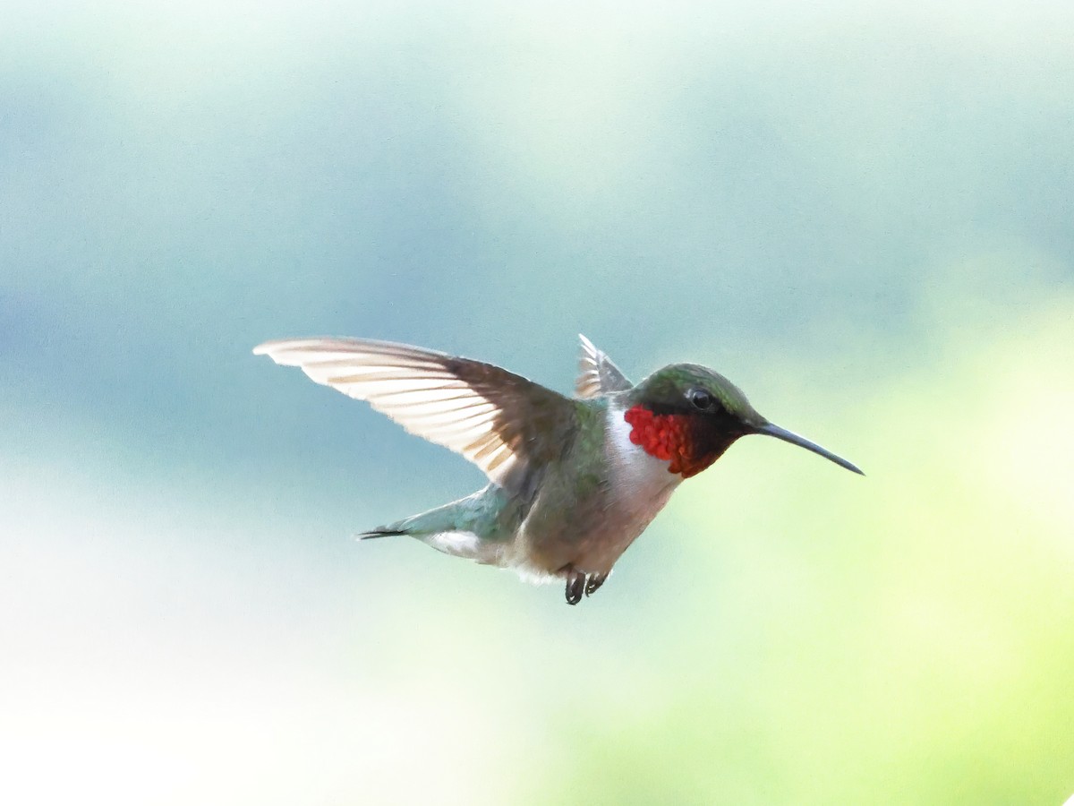Ruby-throated Hummingbird - ML620518357
