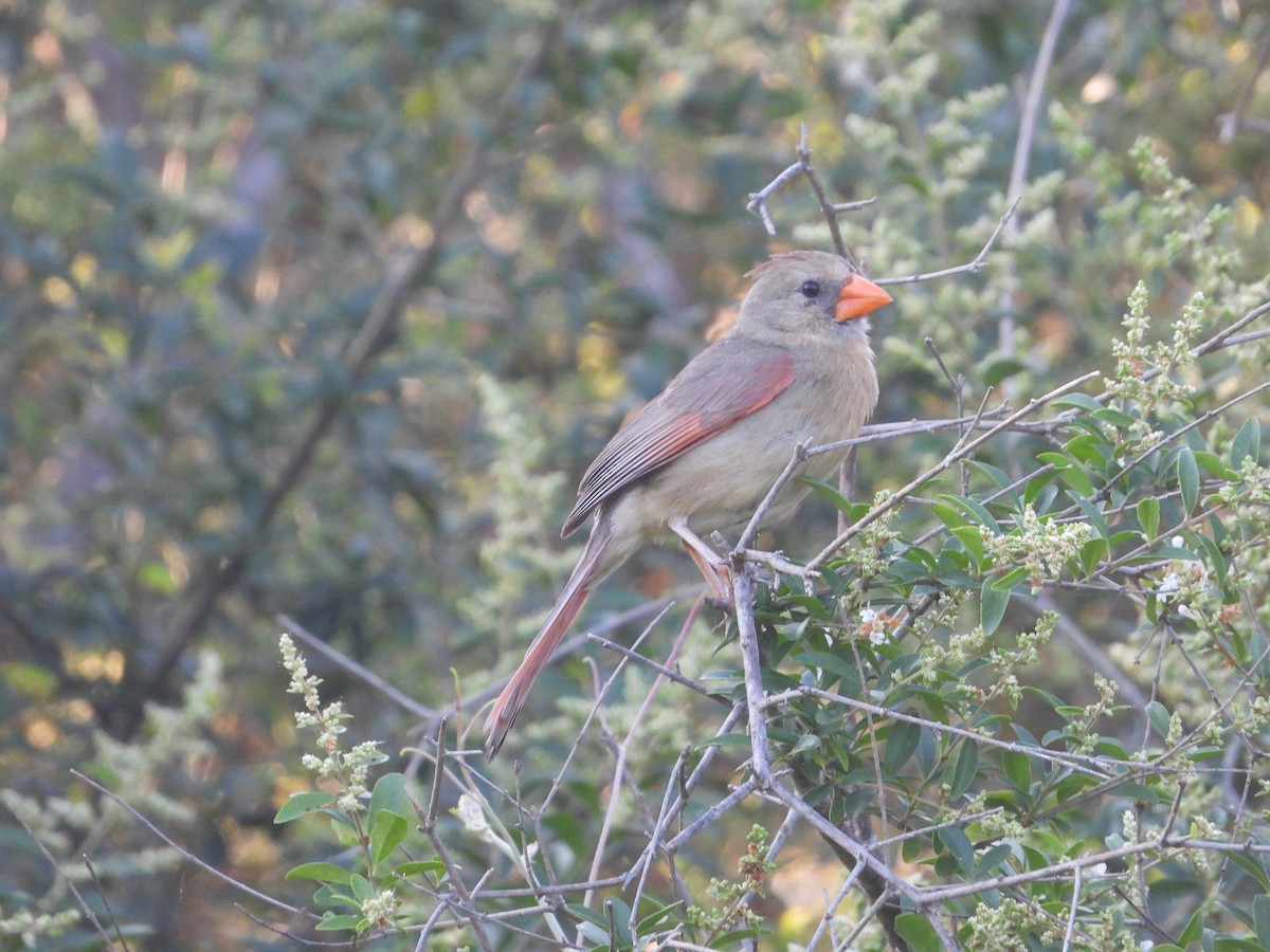 Cardinal rouge - ML620518358