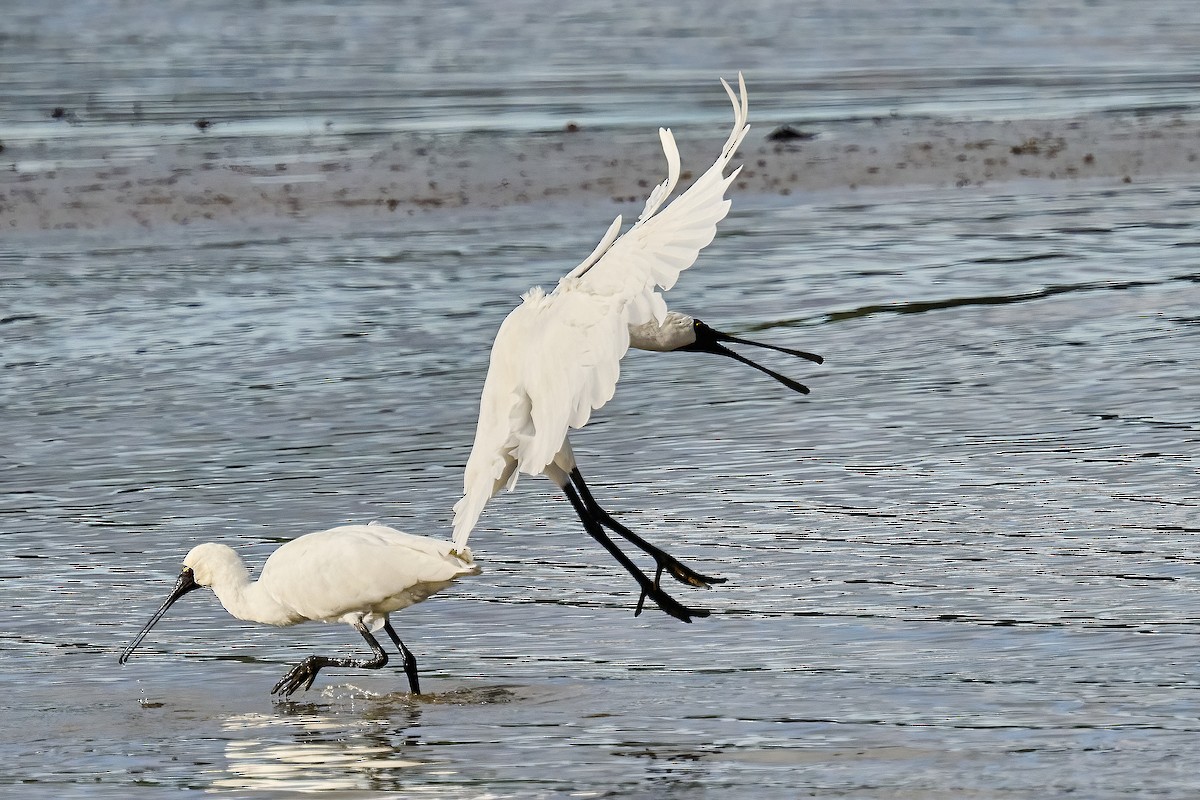 Royal Spoonbill - ML620518363