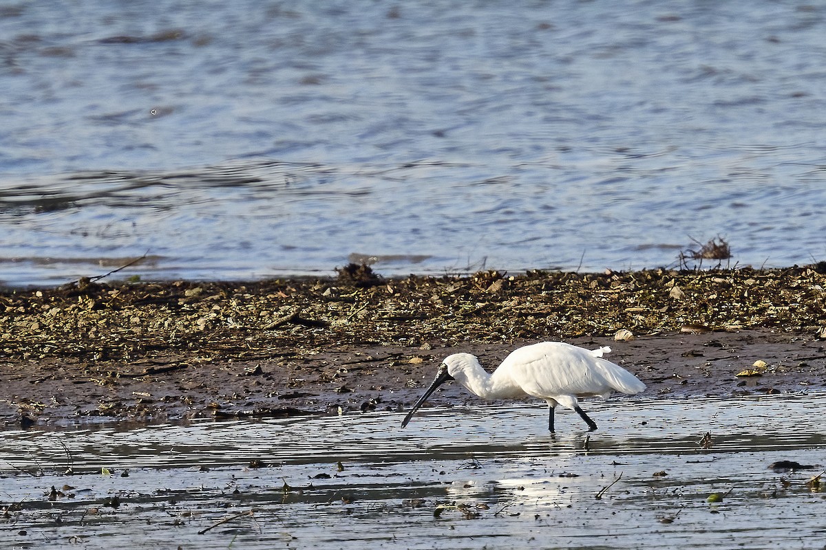 Royal Spoonbill - ML620518365