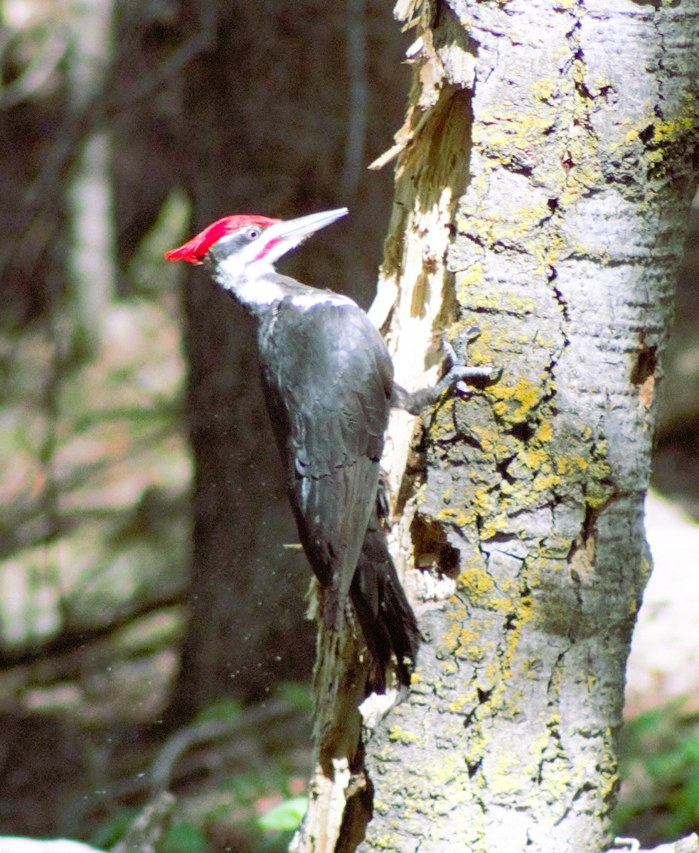 Pileated Woodpecker - ML620518369