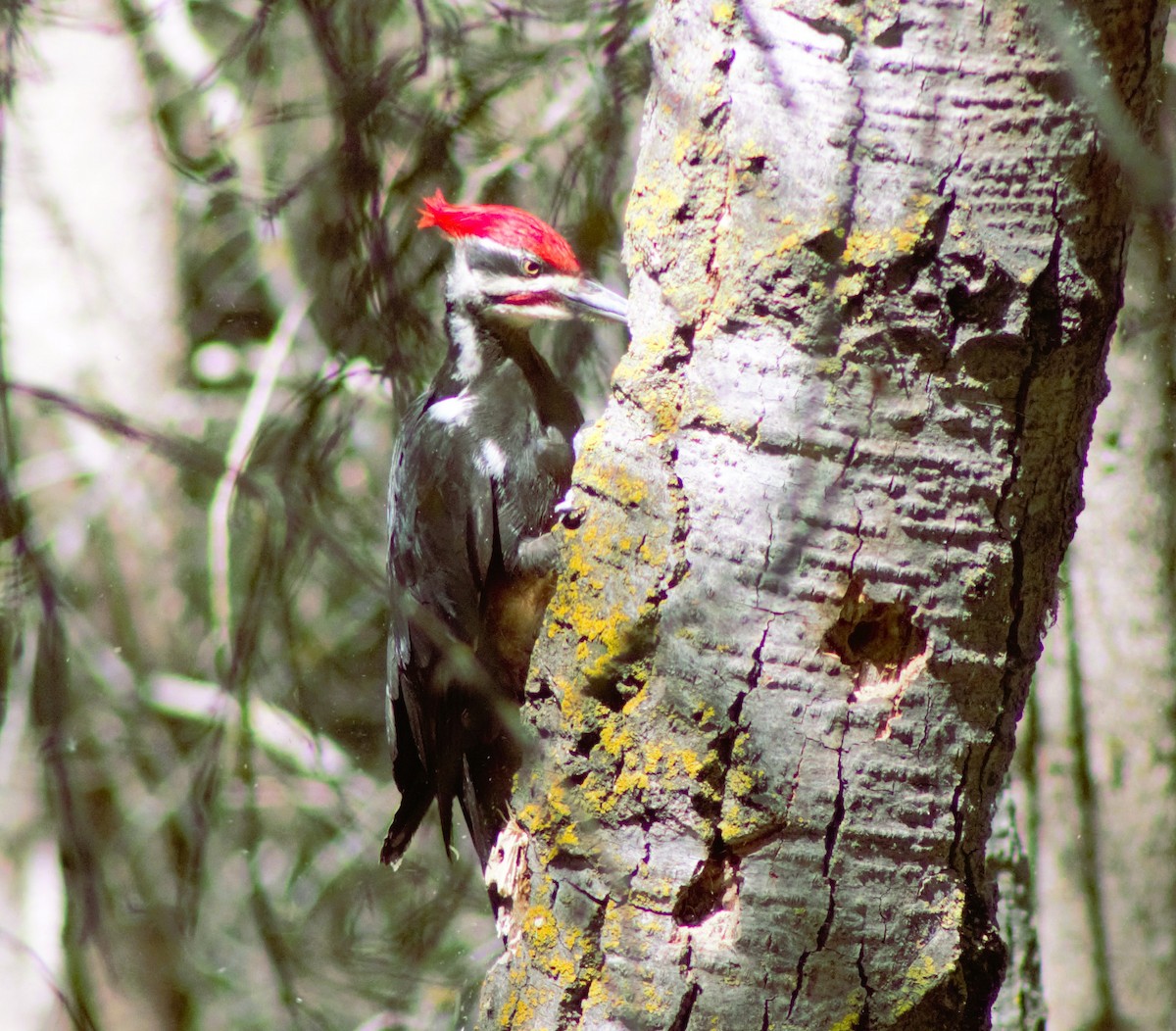 Pileated Woodpecker - ML620518370
