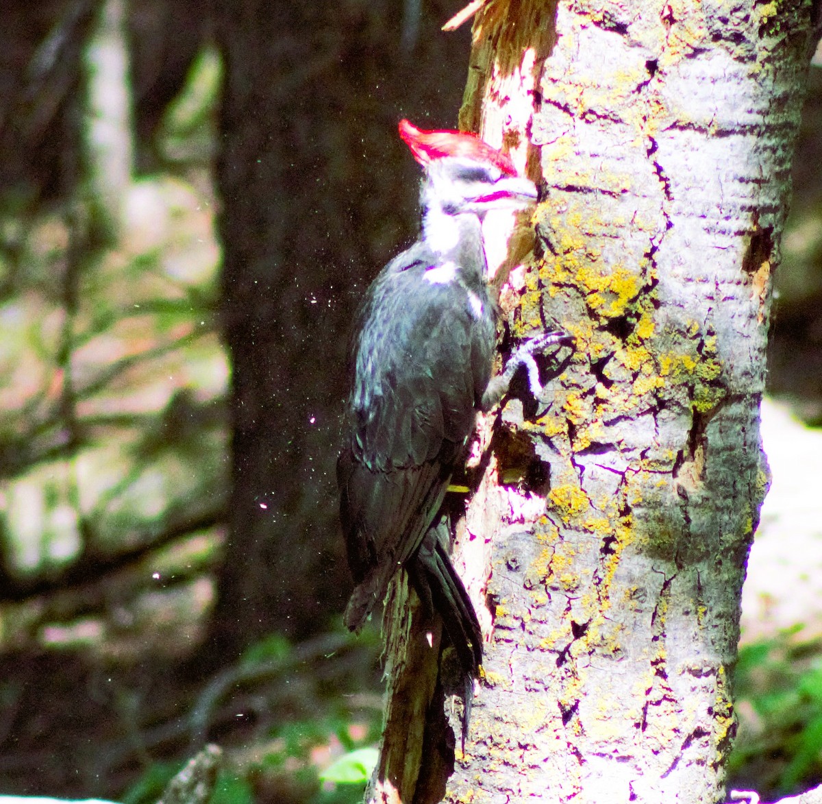 Pileated Woodpecker - ML620518371