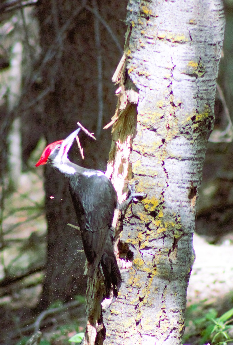 Pileated Woodpecker - ML620518374