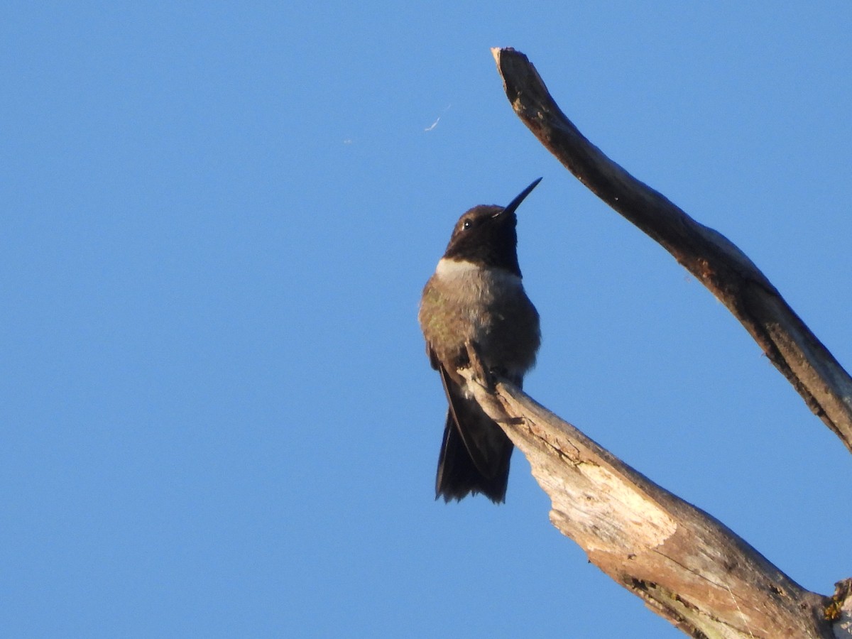 Black-chinned Hummingbird - ML620518378