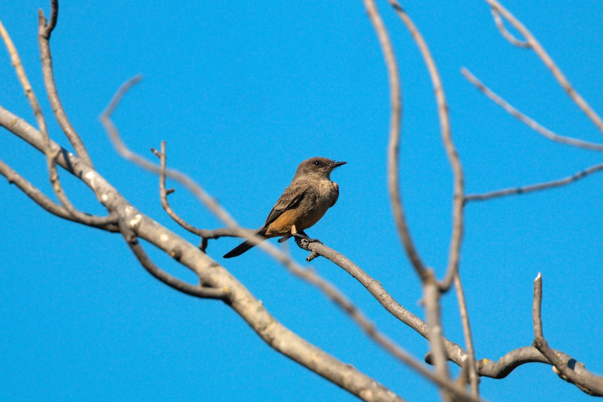 Say's Phoebe - ML620518379