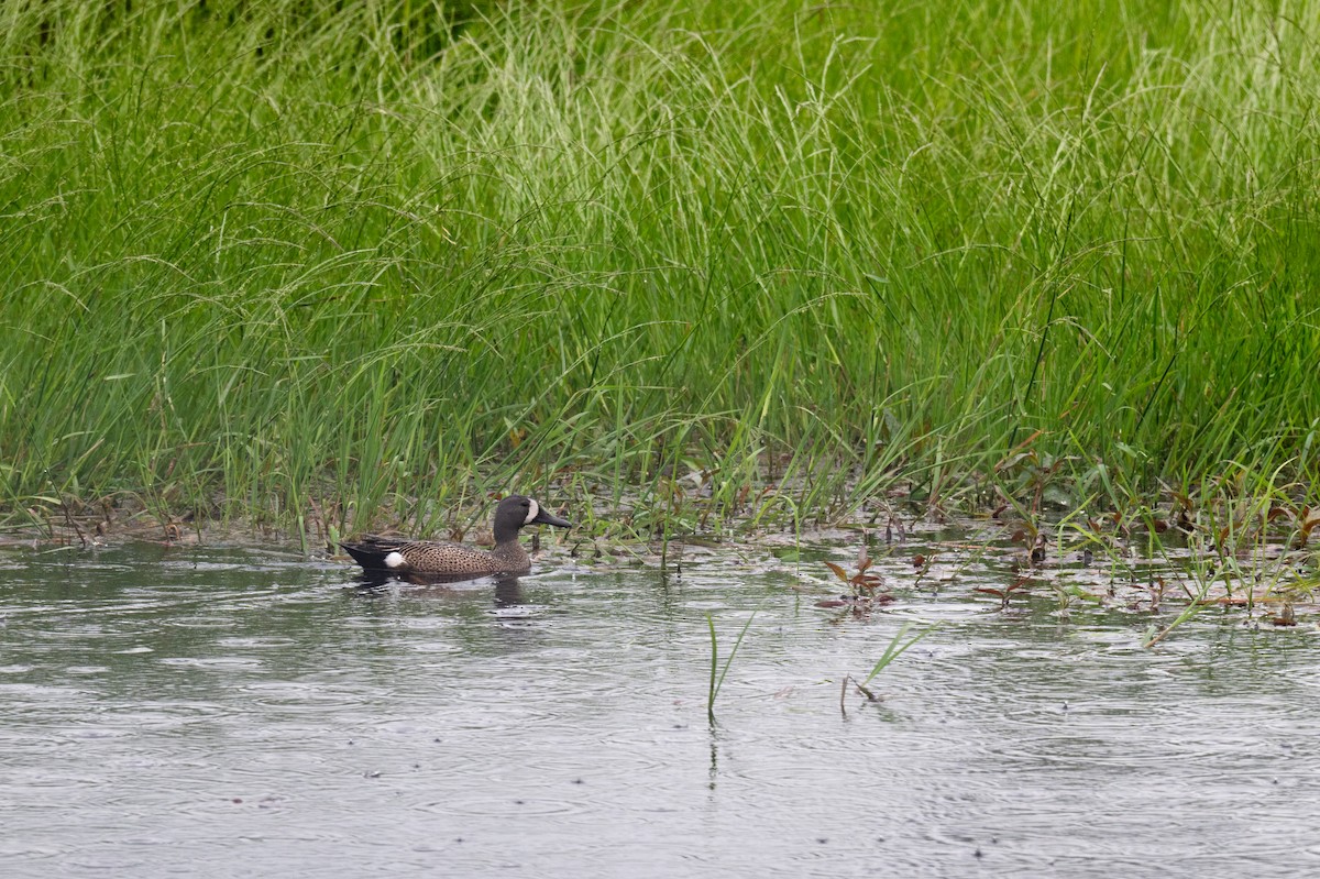 Blue-winged Teal - ML620518381