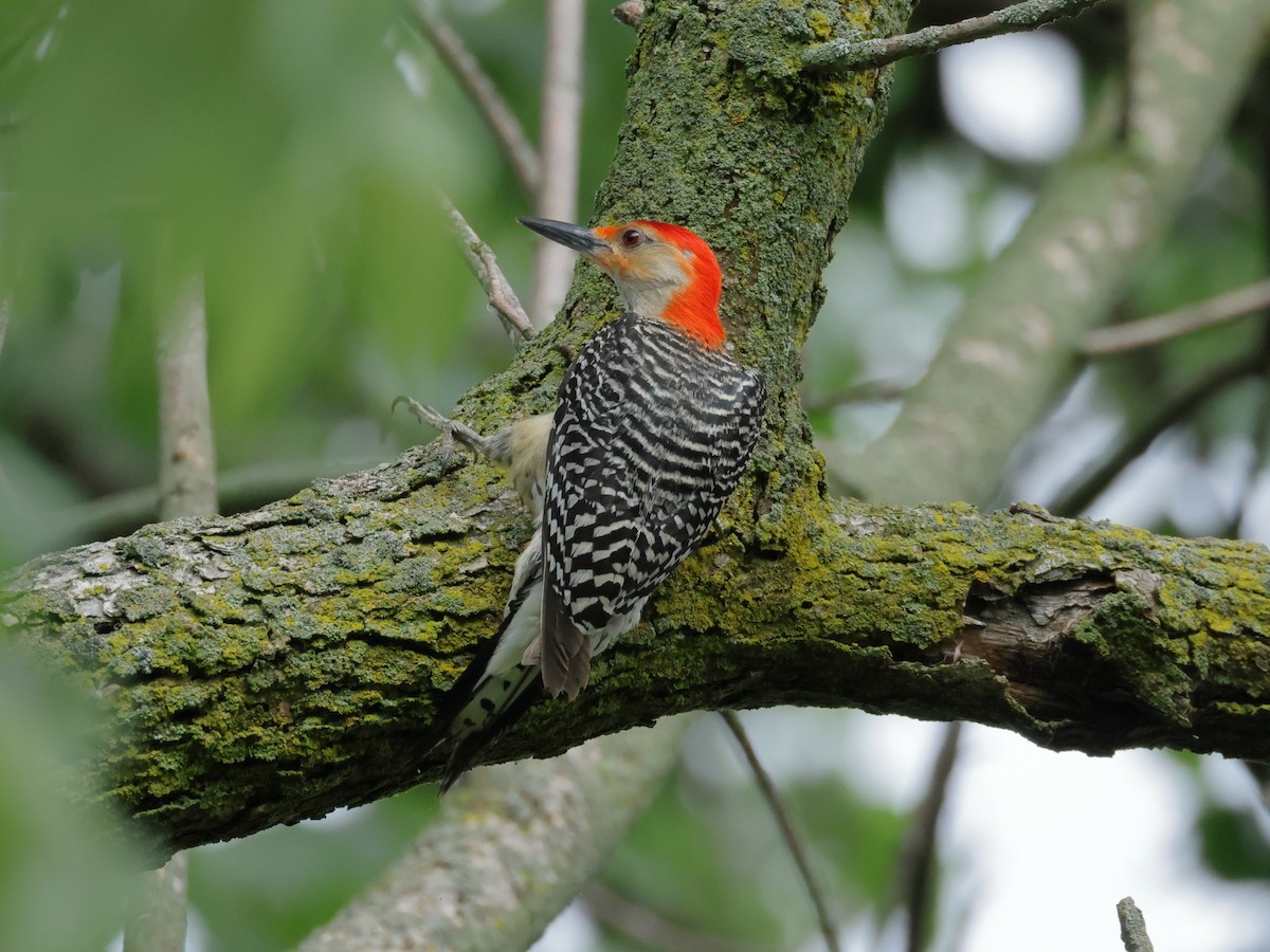 Red-bellied Woodpecker - ML620518383