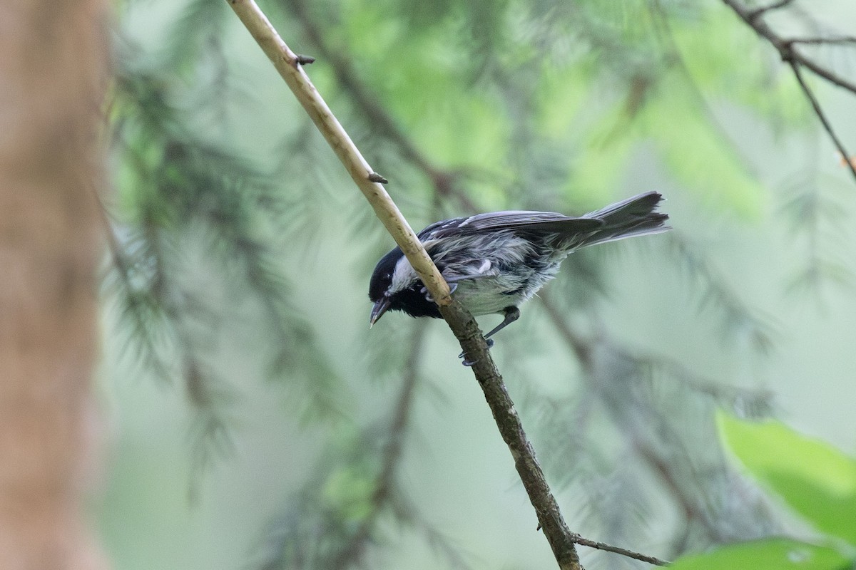 Coal Tit - ML620518386