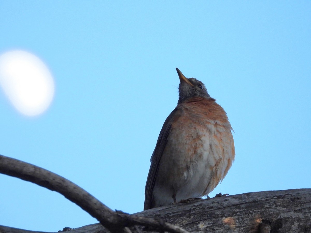 American Robin - ML620518388