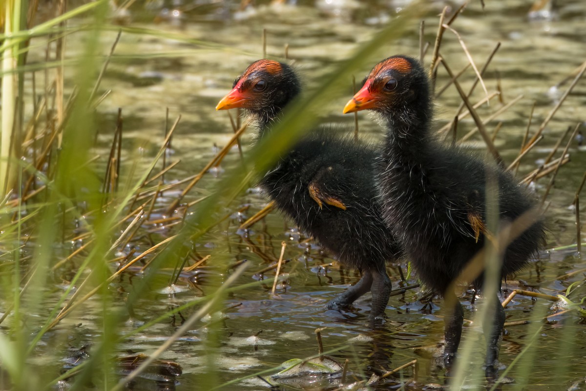 Gallinule d'Amérique - ML620518389