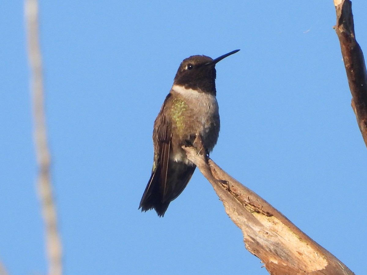 Colibrí Gorjinegro - ML620518390