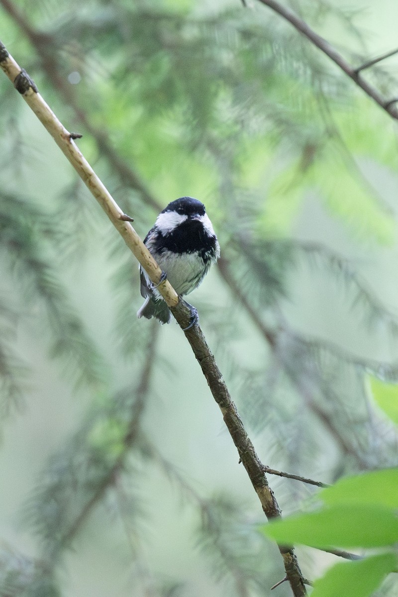 Coal Tit - Kristof Zyskowski