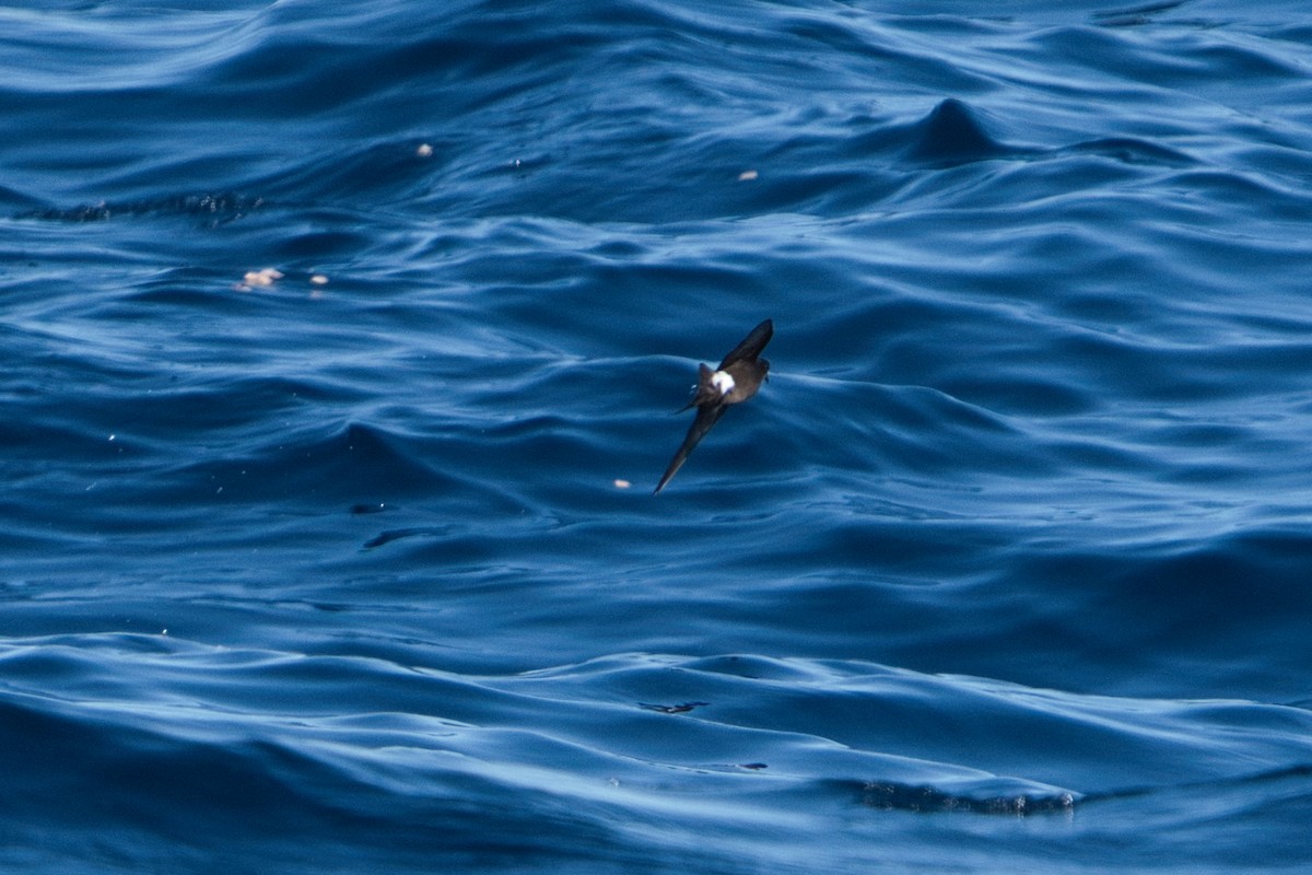 Wilson's Storm-Petrel - Helen Leonard