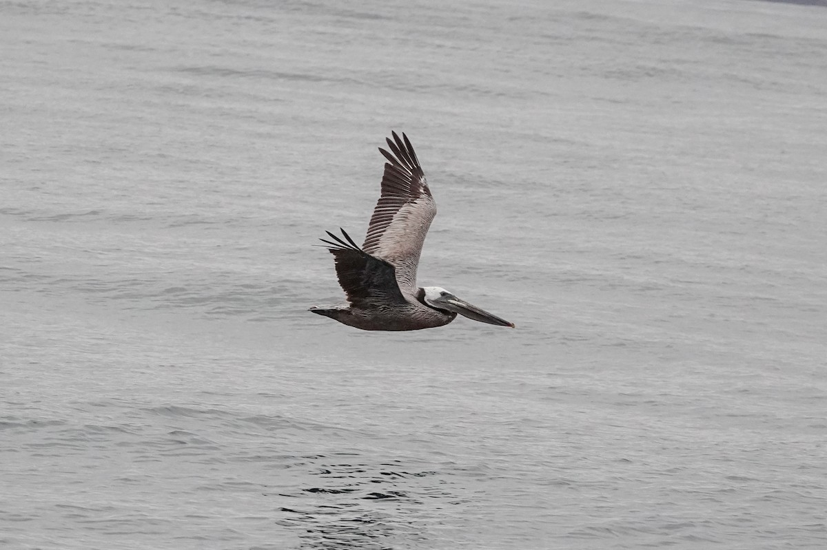 Brown Pelican - ML620518393