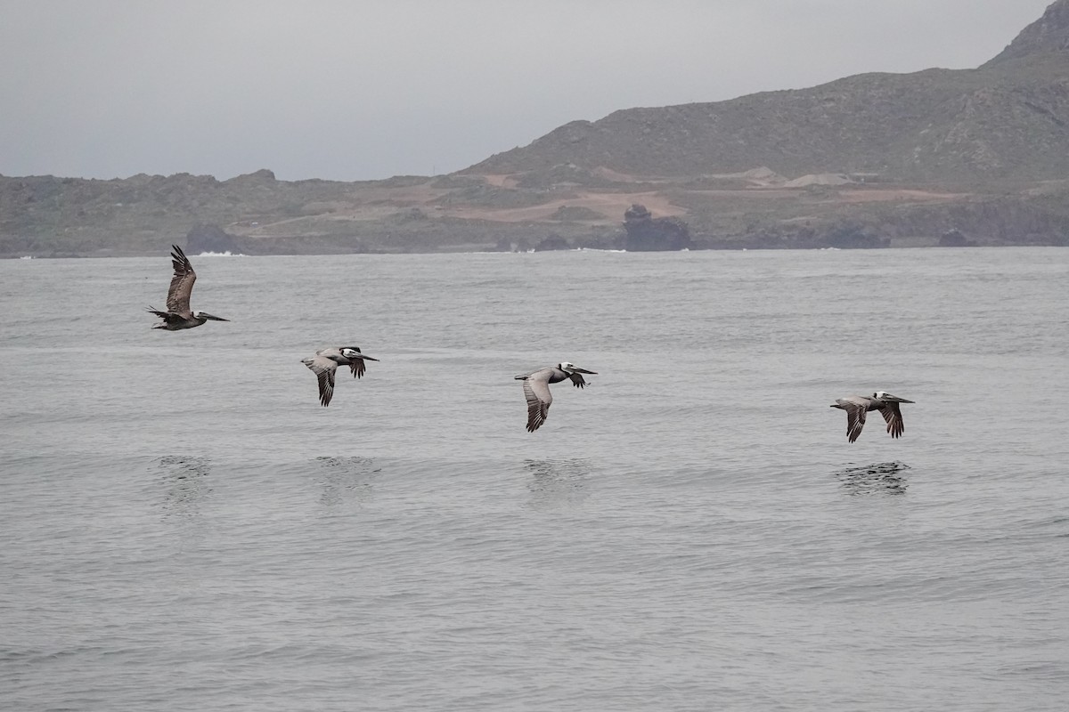 Brown Pelican - ML620518394