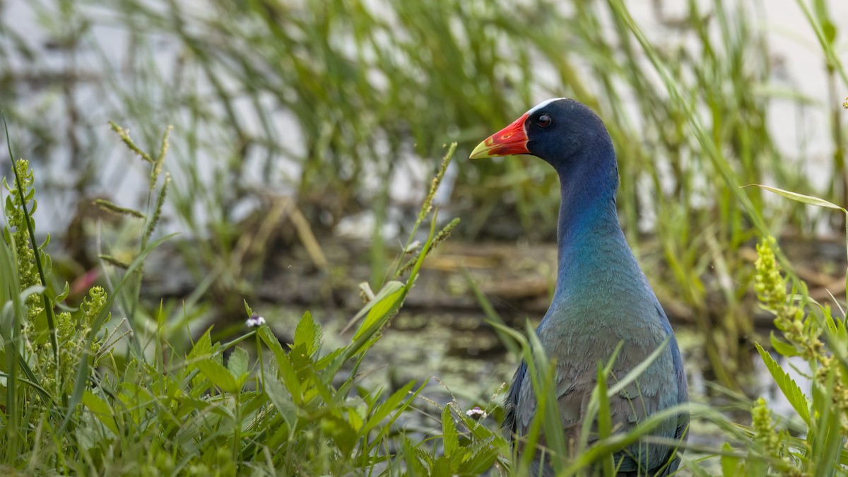 Purple Gallinule - ML620518396