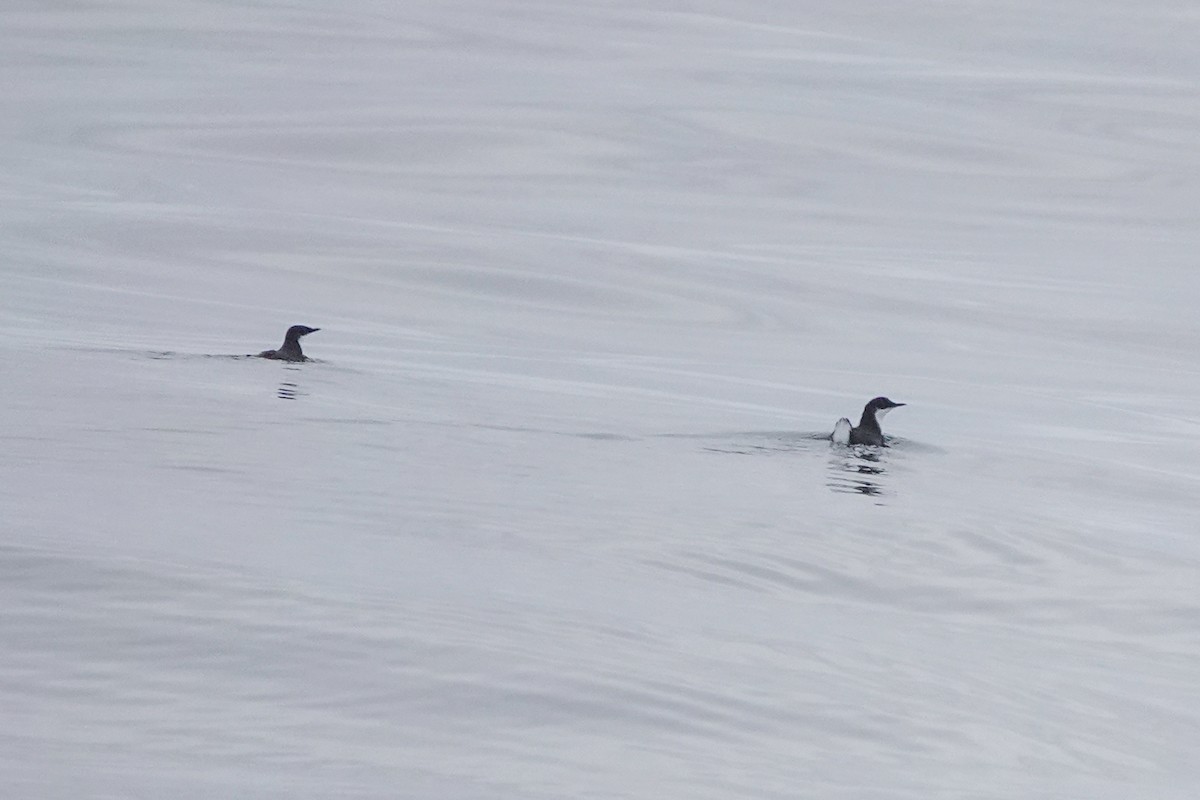 Craveri's Murrelet - ML620518399