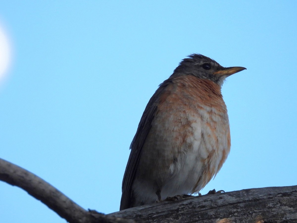 American Robin - ML620518401