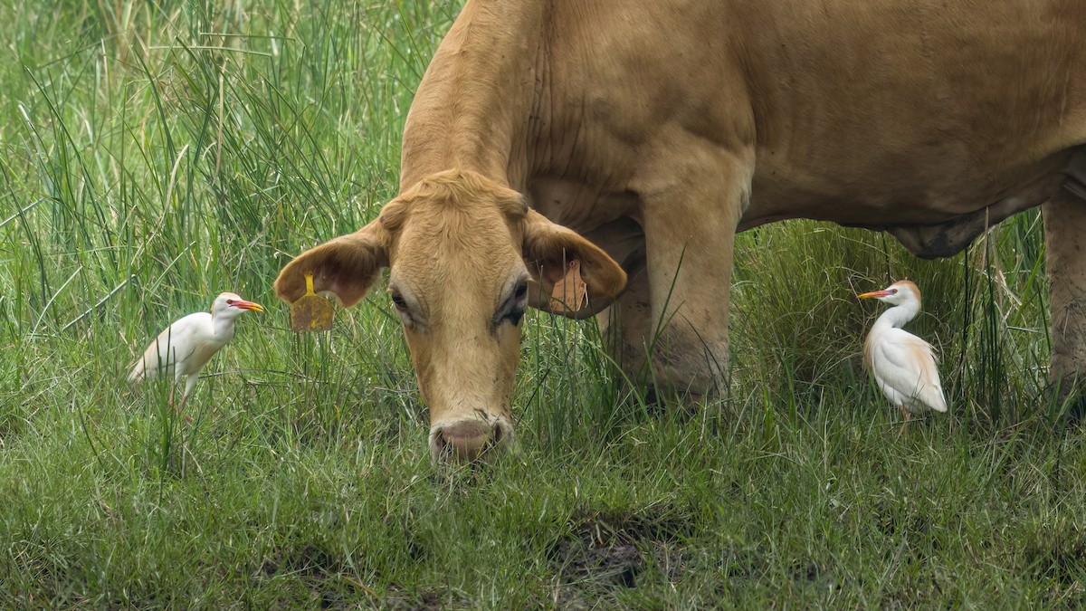 Western Cattle Egret - ML620518403