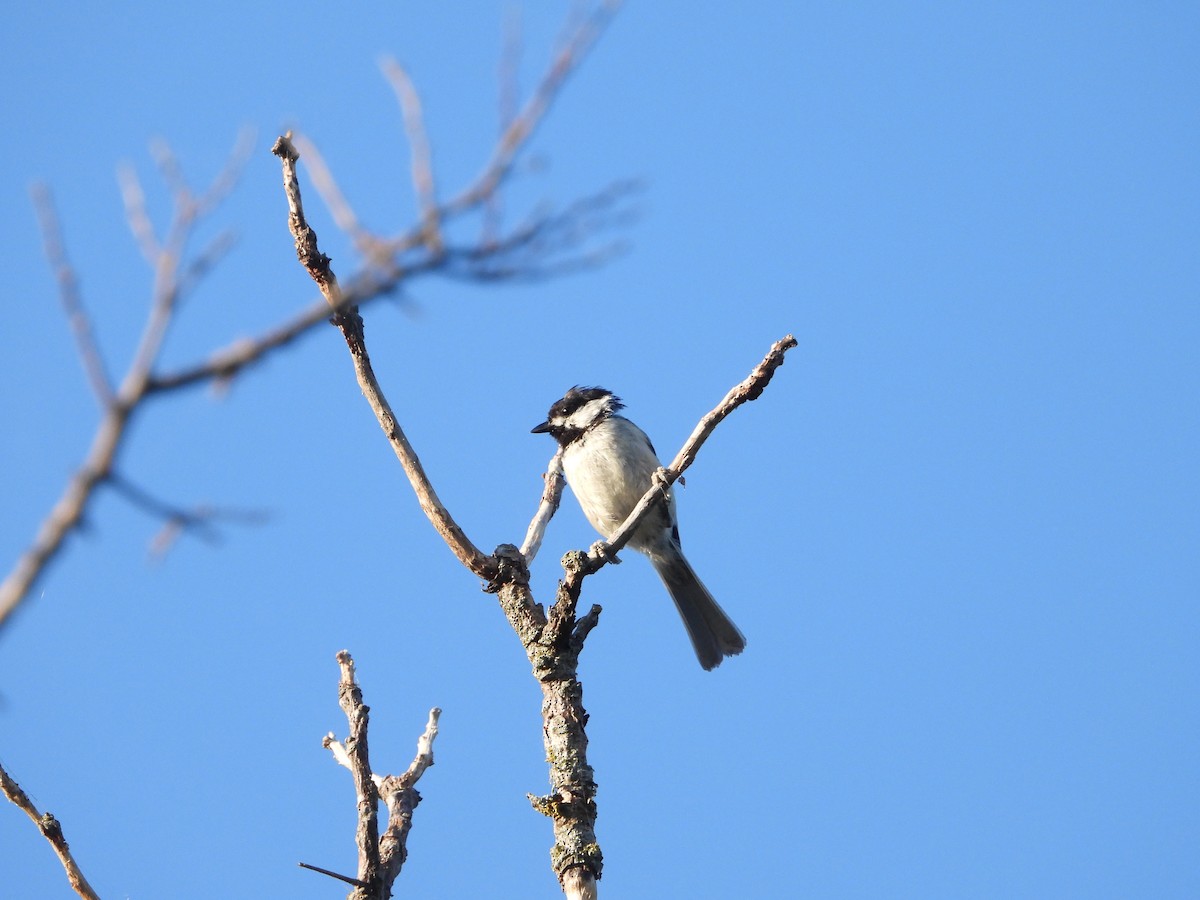 Carolina Chickadee - ML620518408