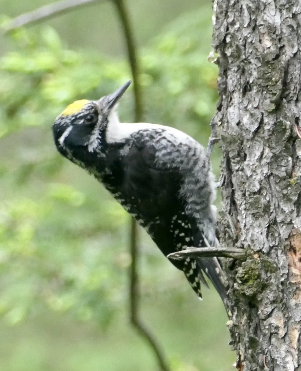 American Three-toed Woodpecker - ML620518409