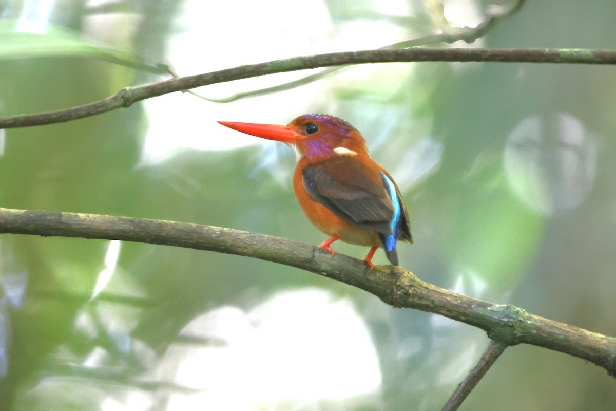 Sulawesi Dwarf-Kingfisher - ML620518411