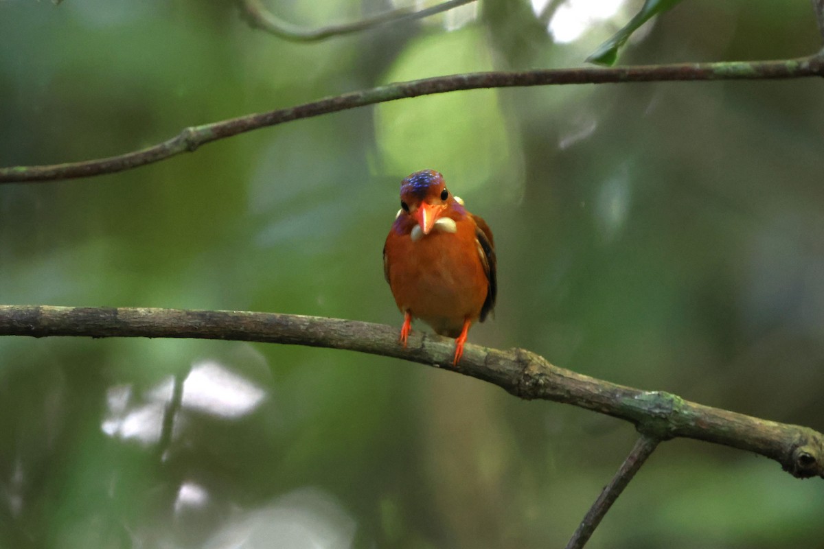 Sulawesi Dwarf-Kingfisher - ML620518412