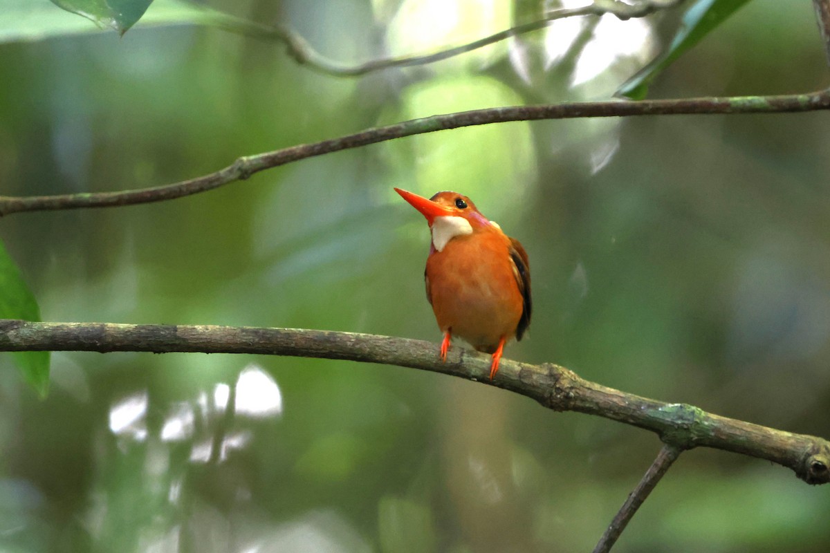 Sulawesi Dwarf-Kingfisher - ML620518413