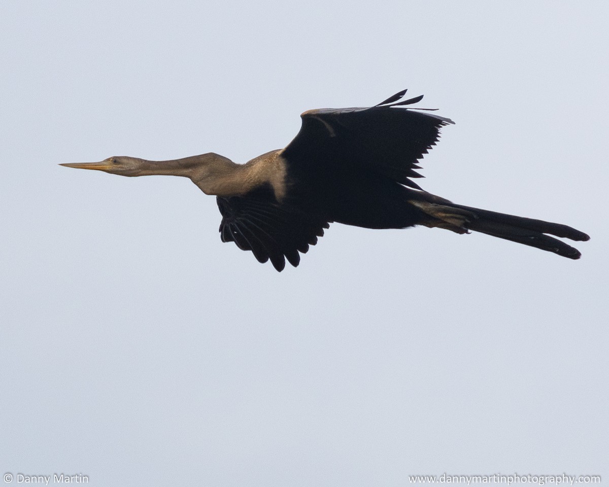 Oriental Darter - ML620518415