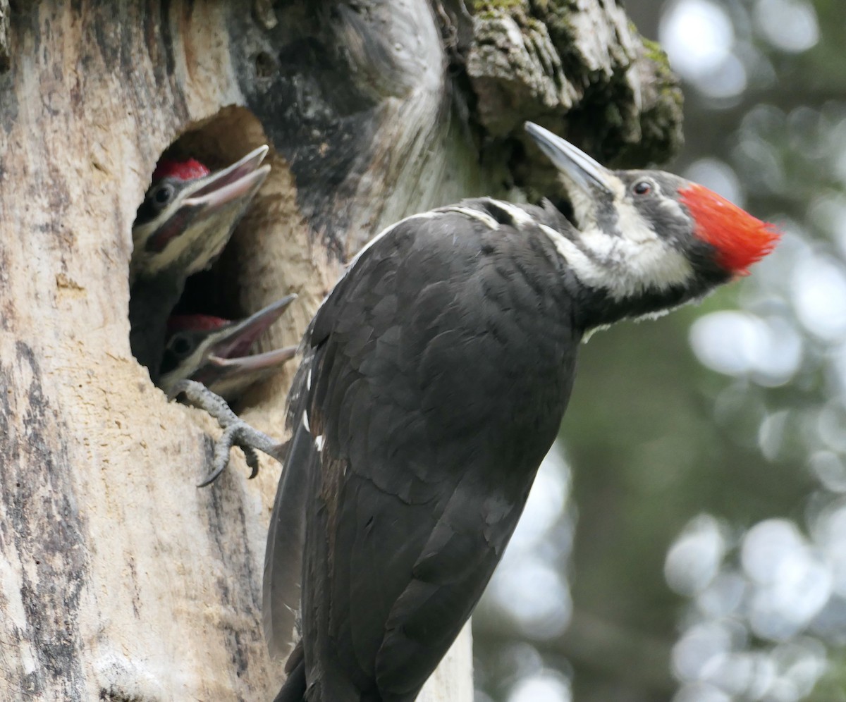 Pileated Woodpecker - ML620518416