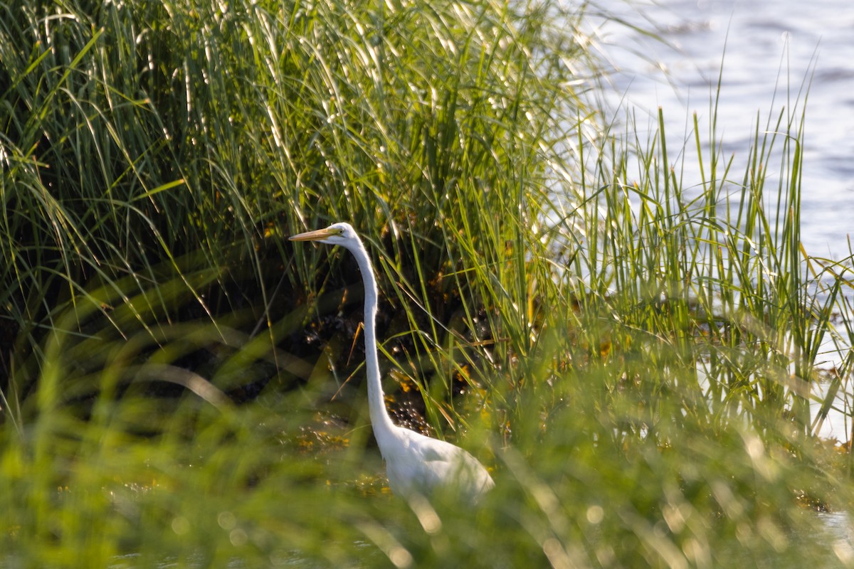 Great Egret - ML620518420