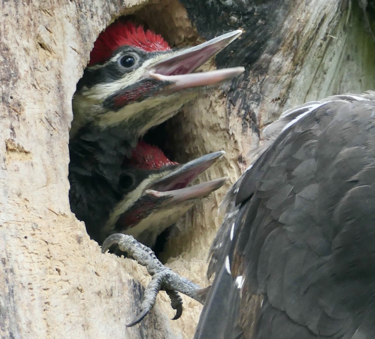 Pileated Woodpecker - ML620518422