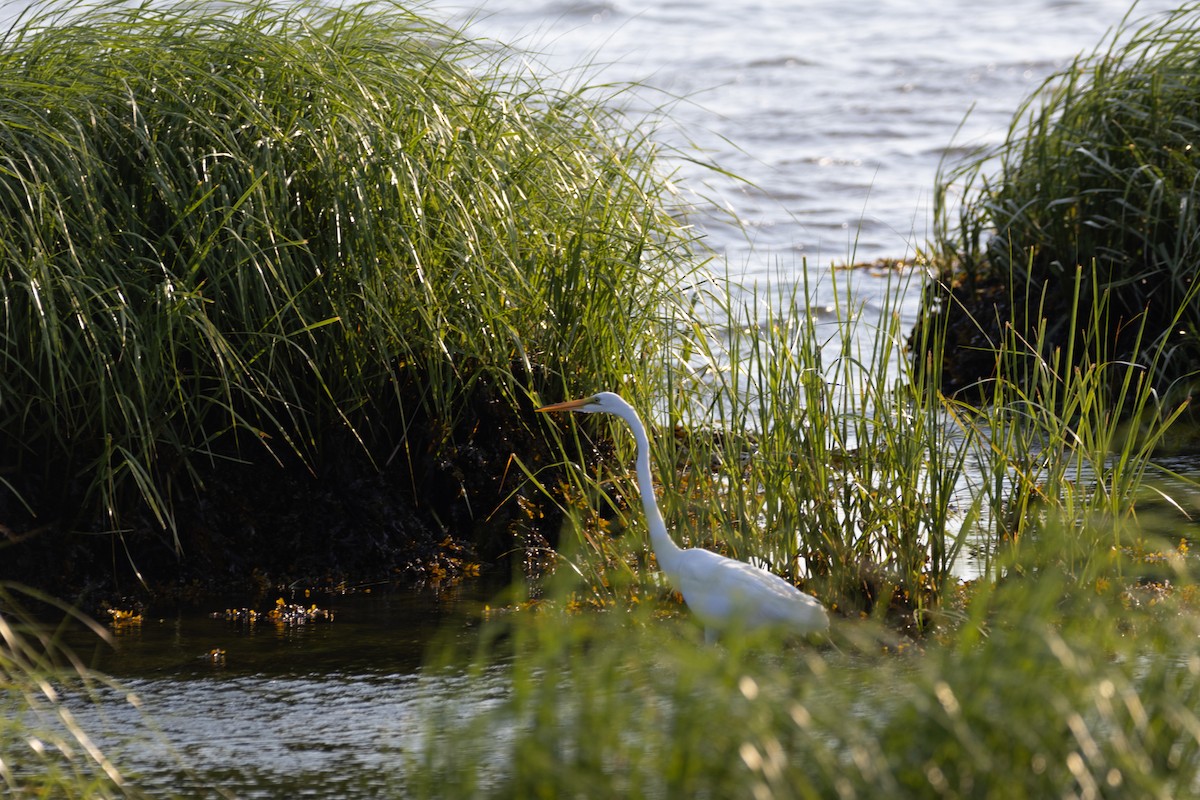 Great Egret - ML620518424