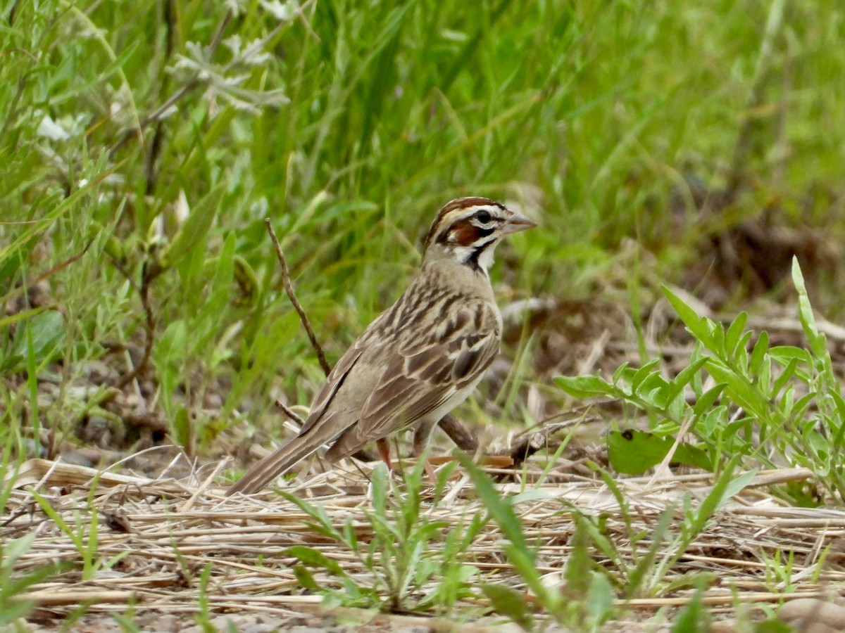 Lark Sparrow - Linda Schwegman