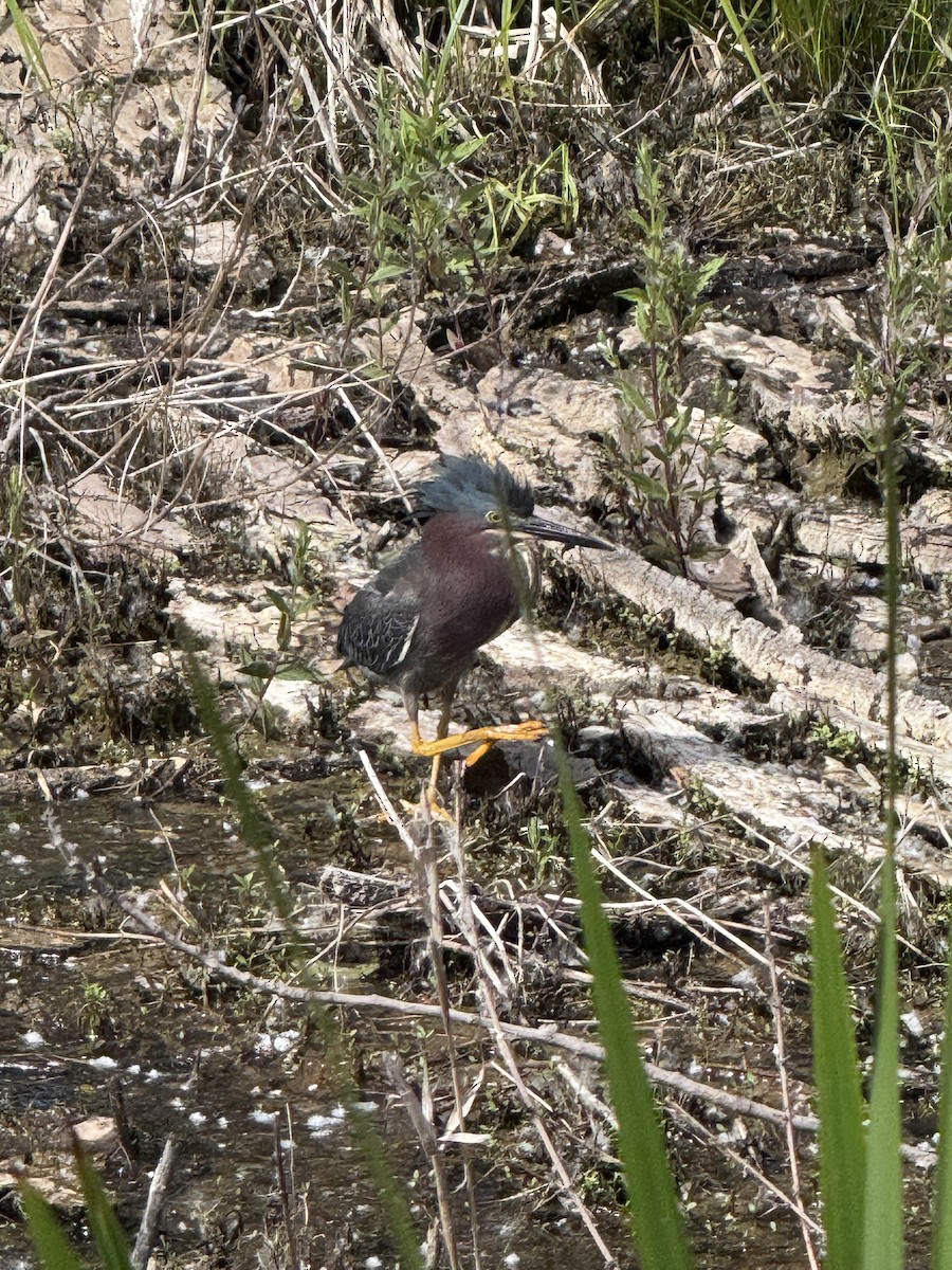 Green Heron - ML620518429