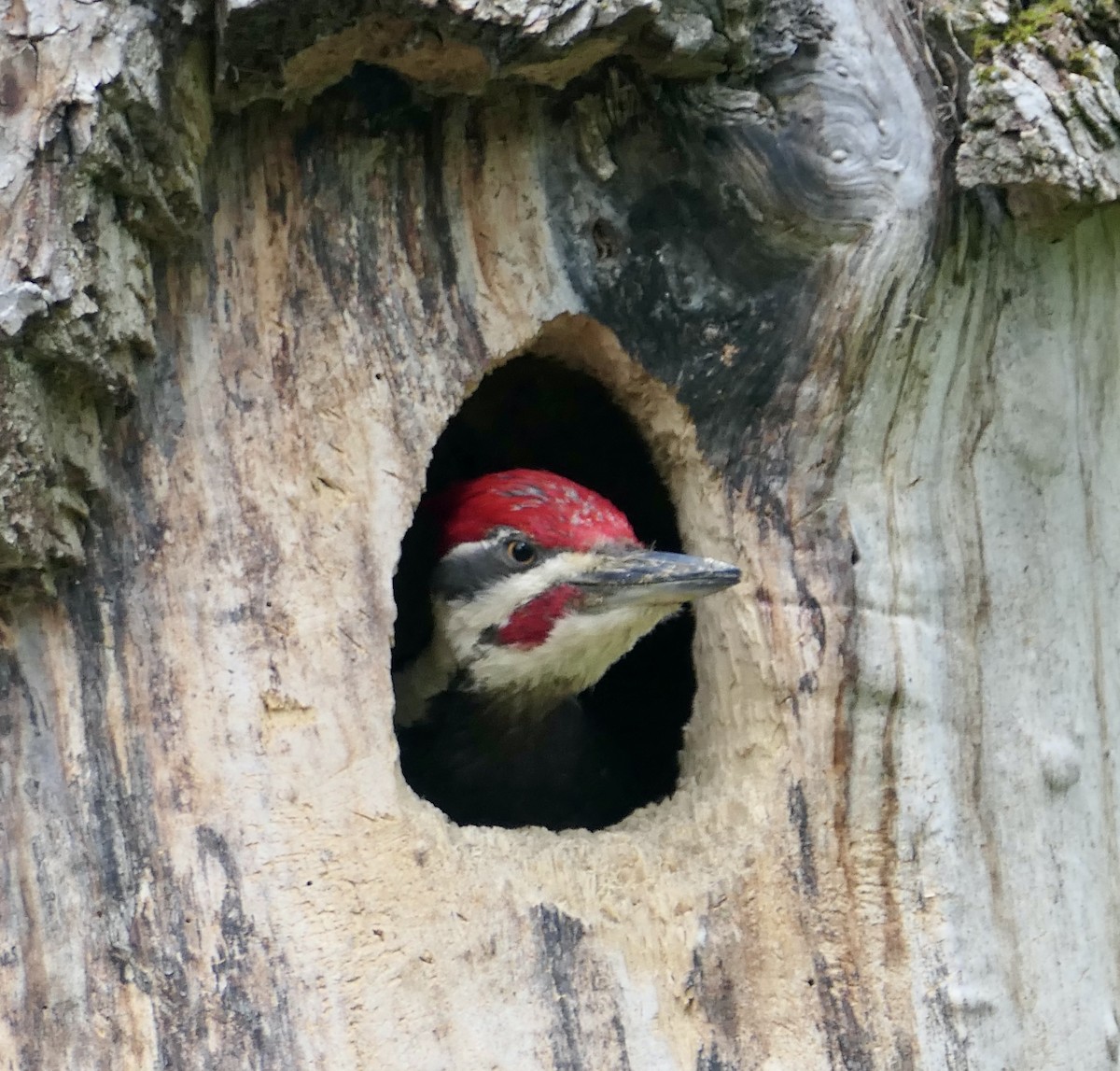 Pileated Woodpecker - ML620518430