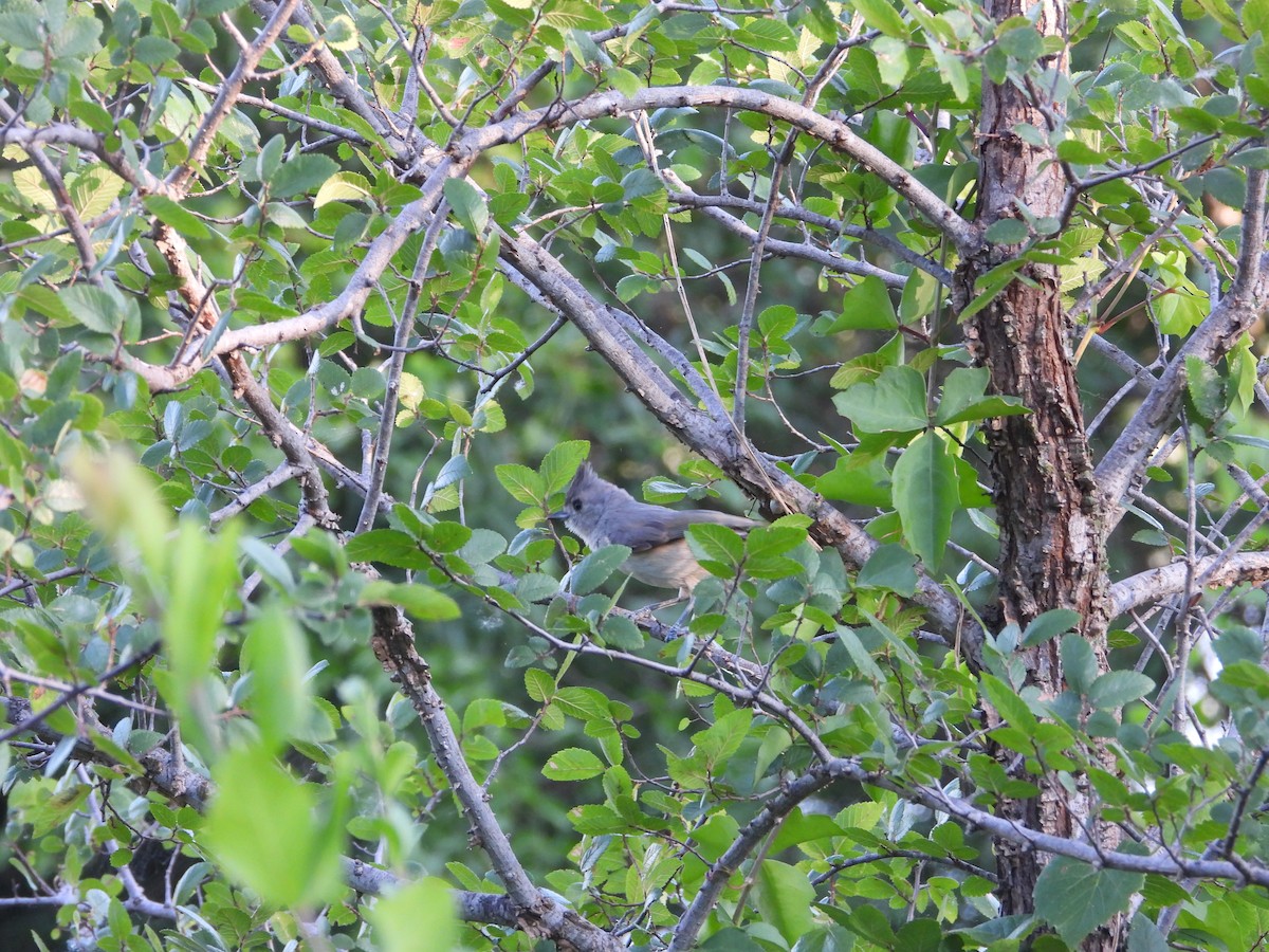 Black-crested Titmouse - ML620518432