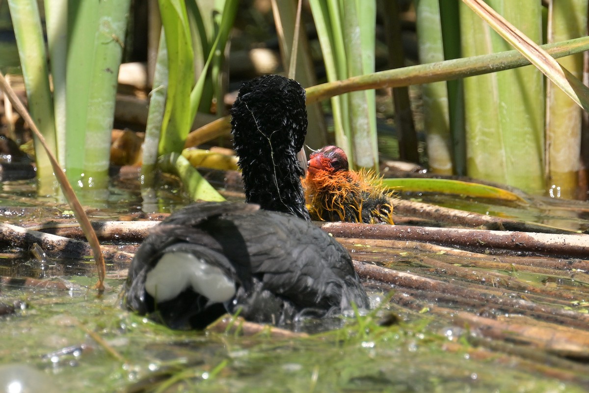 American Coot - ML620518438