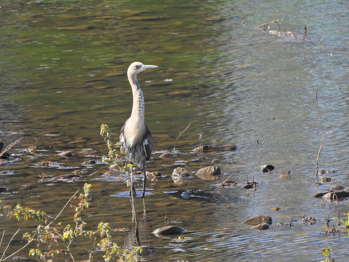 Garza Cuelliblanca - ML620518440