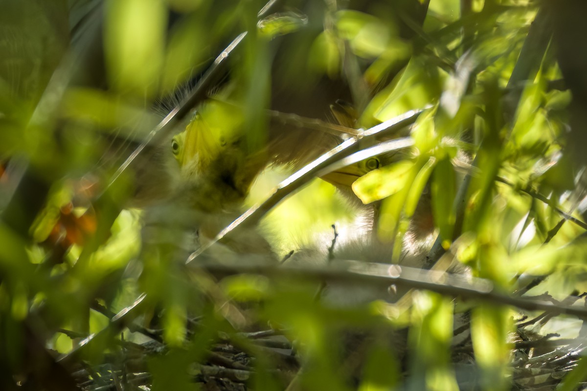 Green Heron - ML620518442