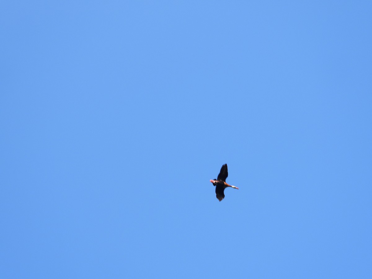 Black-bellied Whistling-Duck - ML620518444