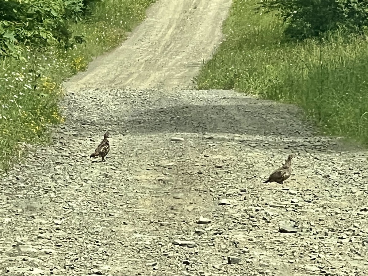 Ruffed Grouse - ML620518445