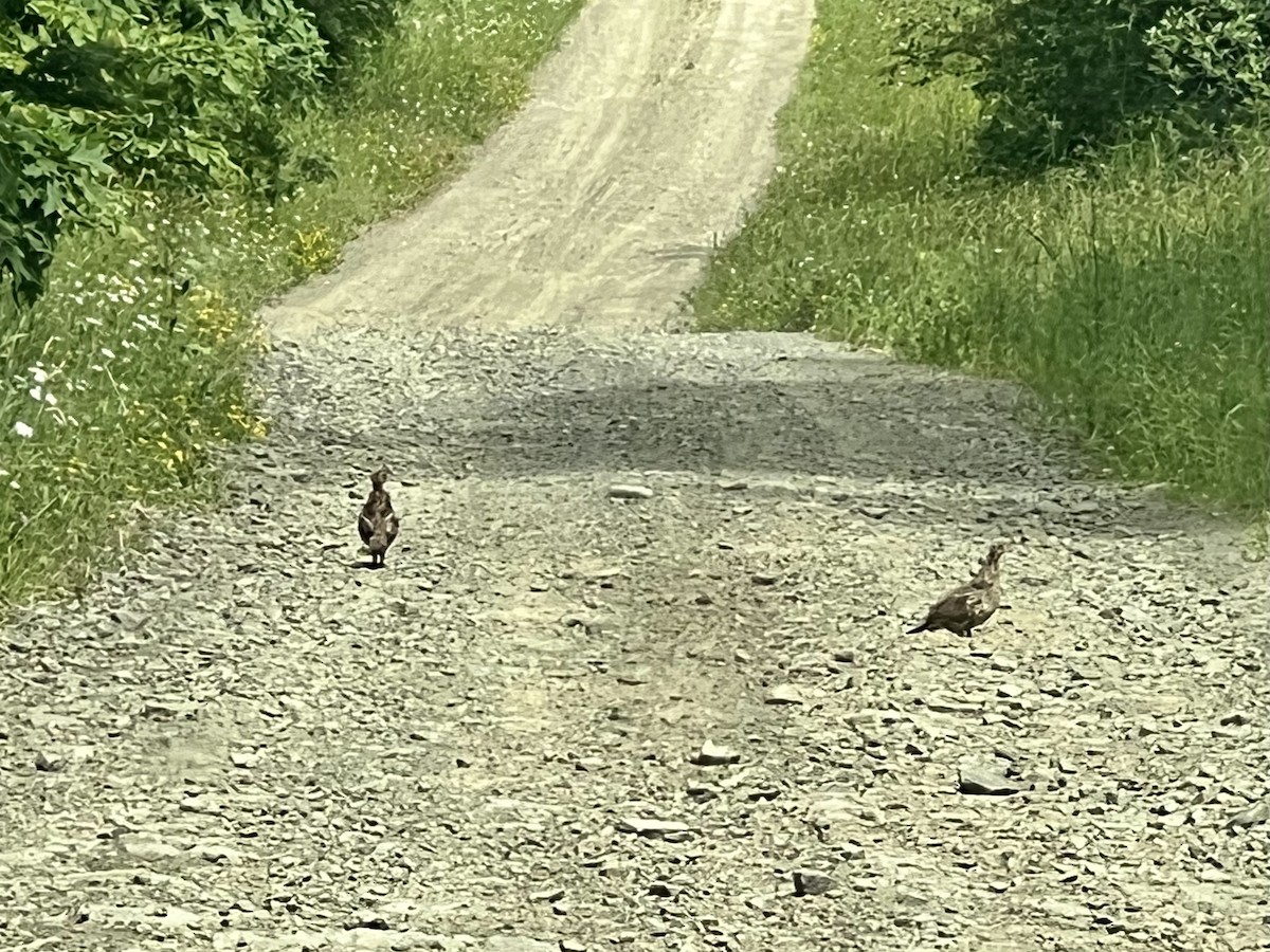 Ruffed Grouse - ML620518446