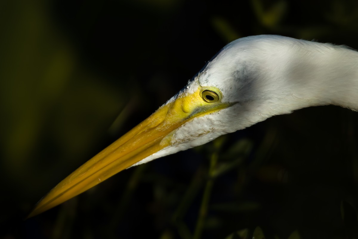 Great Egret - ML620518447