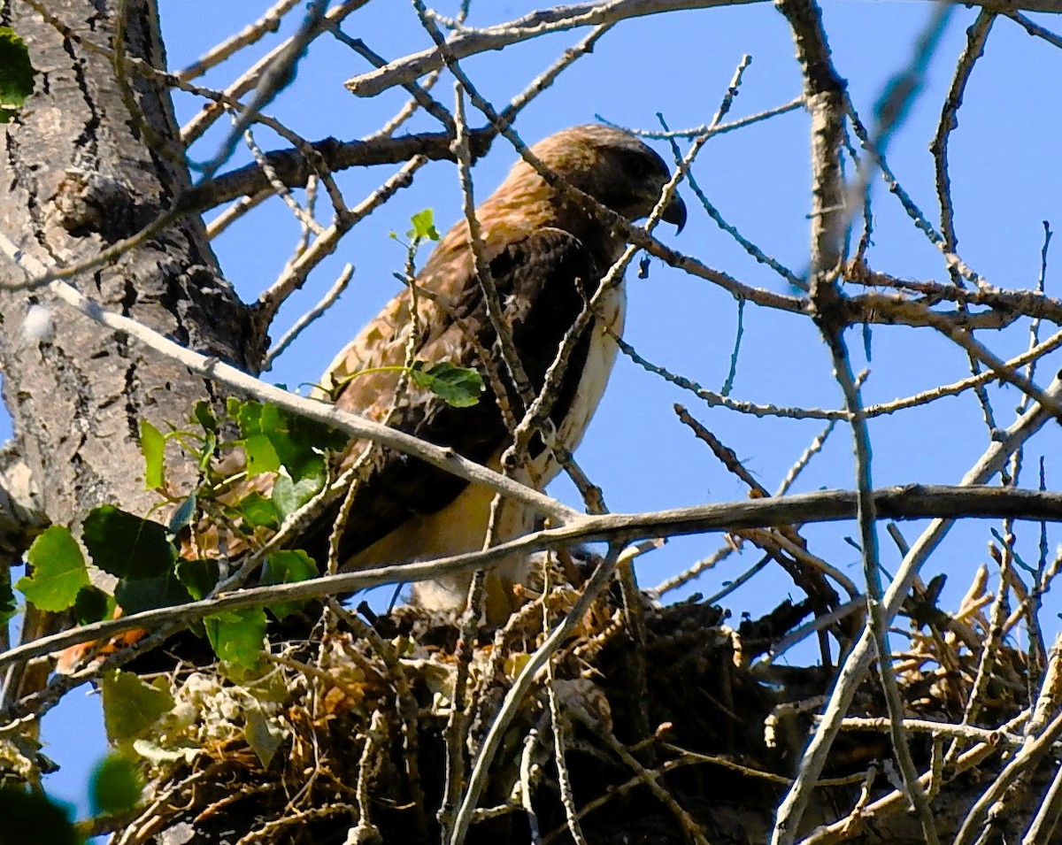 Rotschwanzbussard - ML620518455