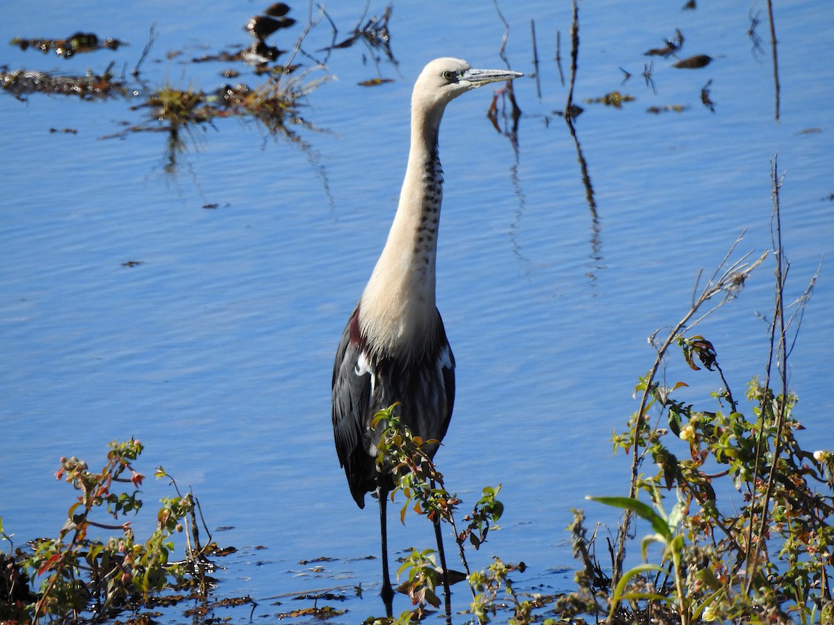 Pacific Heron - ML620518457