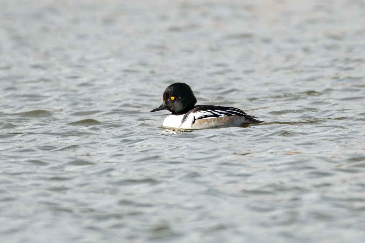 Common Goldeneye x Hooded Merganser (hybrid) - ML620518460