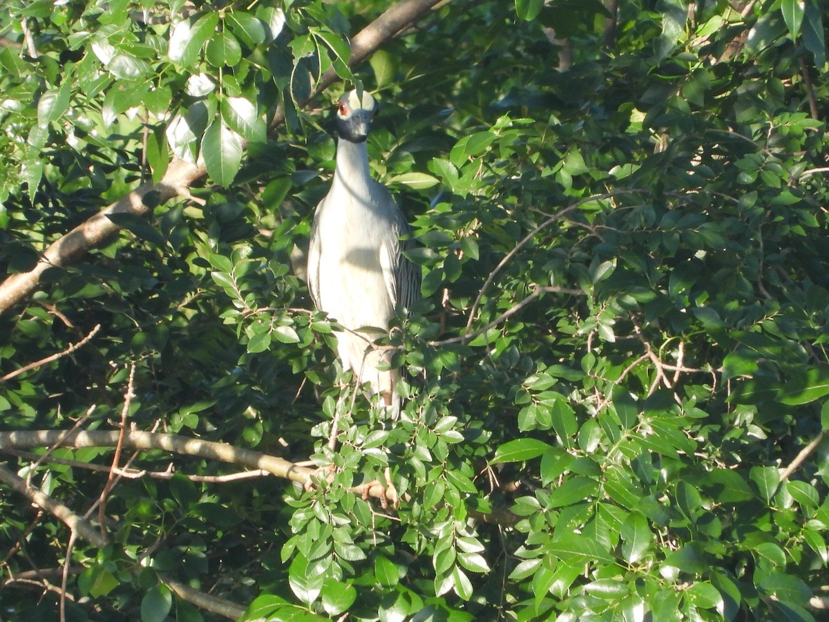 Yellow-crowned Night Heron - ML620518462